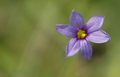 Sisyrinchium montanum
