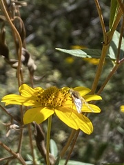 Anastoechus melanohalteralis