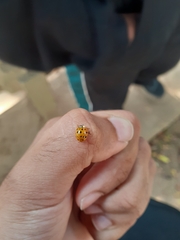 Harmonia axyridis