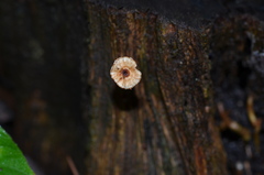 Porotheleaceae