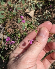 Lespedeza texana