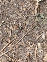 Dasymutilla quadriguttata