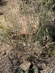 Eriogonum polycladon