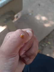 Harmonia axyridis