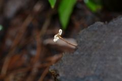 Porotheleaceae