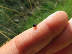 Coptosoma scutellatum
