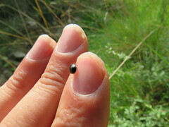 Coptosoma scutellatum