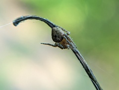 Eustala anastera