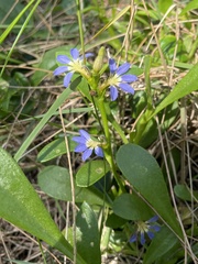 Scaevola calendulacea