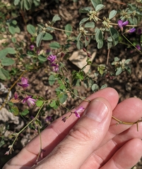 Lespedeza texana