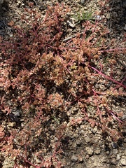 Portulaca halimoides