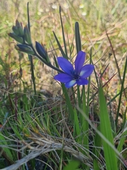 Babiana angustifolia