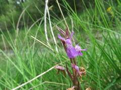 Dactylorhiza elata
