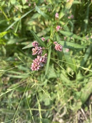 Persicaria