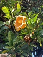 Solandra