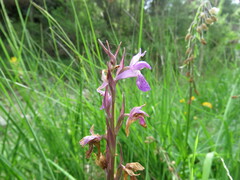 Dactylorhiza elata