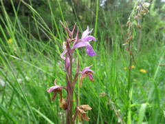 Dactylorhiza elata