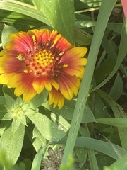 Gaillardia