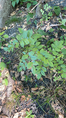 Zanthoxylum americanum