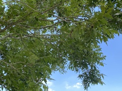 Carya illinoinensis
