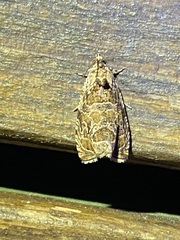 Olethreutes permundana