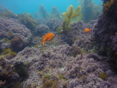 Halichoeres semicinctus