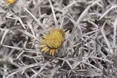 Carlina tragacanthifolia