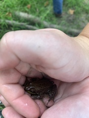 Lithobates clamitans