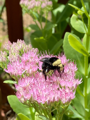 Bombus vosnesenskii