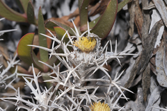 Carlina tragacanthifolia