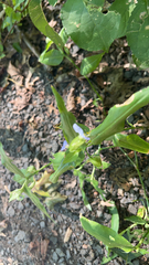 Commelina virginica