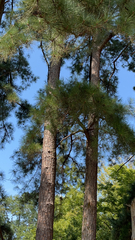 Pinus canariensis