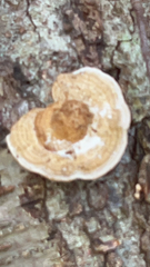 Trametes conchifer