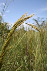 Panicum phragmitoides