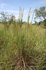 Panicum phragmitoides