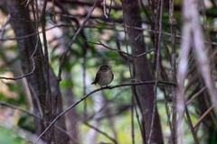 Cnemotriccus fuscatus