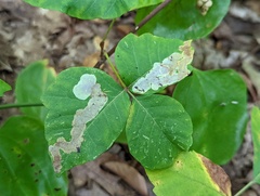Cameraria guttifinitella