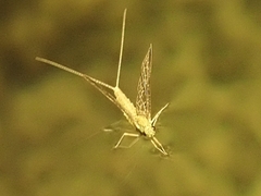 Callibaetis