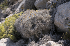Carlina tragacanthifolia