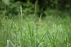 Geothlypis poliocephala