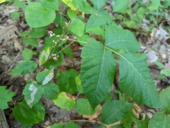 Cameraria guttifinitella