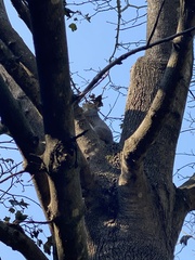 Sciurus carolinensis