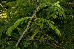 Acacia schweinfurthii image
