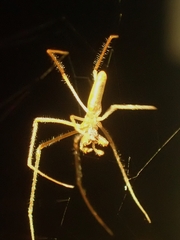 Tetragnatha
