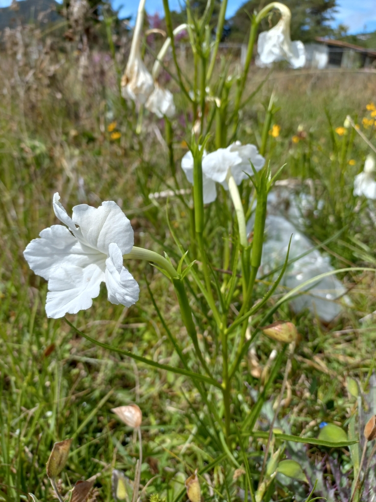 Escobedia laevis