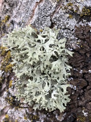 Evernia prunastri