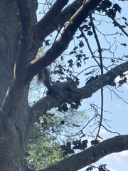 Sciurus carolinensis