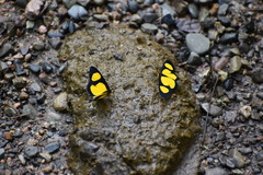 Cyllopoda jatropharia