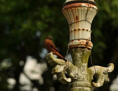 Hirundinea ferruginea
