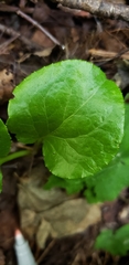 Pyrola asarifolia